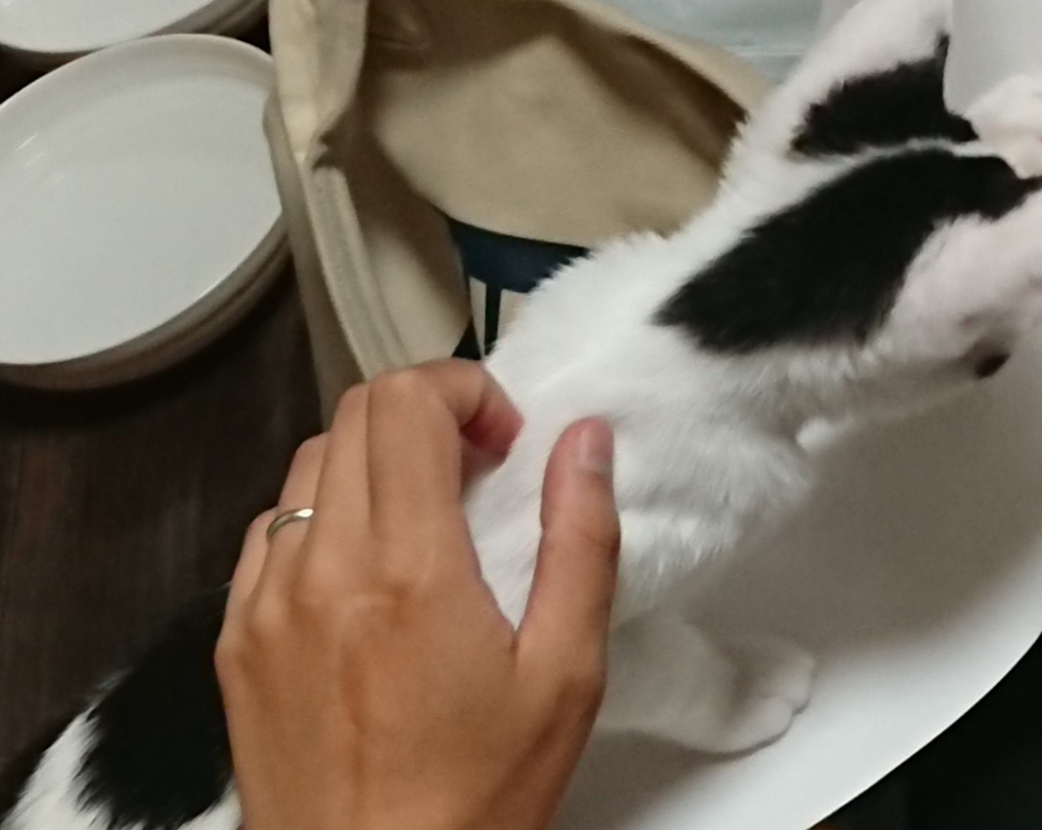時短中 ねことお休みどころ しらたま 邪魔されますが 和やかな空気で会議が進んでいきます 是非是非 猫カフェ会議 猫カフェ 保護猫カフェ 国分寺 時短中 ねことお休みどころ しらたま 邪魔されますが 和やかな空気で会議が進んでいきます 是非是非 猫カフェ会議 猫カフェ 保護猫カフェ 国分寺