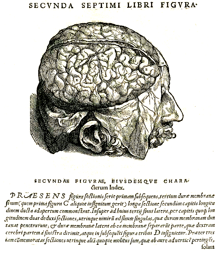 cateterdoblej's tweet photo. El 15/10/1564 falleció Andrés Vesalio, que publicó en 1543 uno de los libros más influyentes sobre anatomía humana de su tiempo "De humani corporis fabrica libri septem" (De la estructura del cuerpo humano en siete libros) https://t.co/8SBNmCT8gx