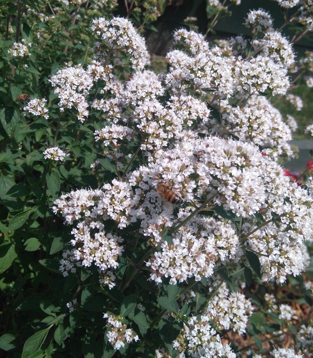 Our Cross Pollination Project has reported Marjoram as their pollinator plant of summer 2019! Plant marjoram for #bees #pollinators #beesneeds #kentyearofgreenaction
