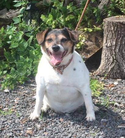 MerseyDogs's tweet photo. Happy #TongueOutTuesday from beautiful Bessie
Bessie is a happy go lucky dog who is seeking her forever home
https://t.co/V1SgLYFPIj https://t.co/aDo77IDS5I