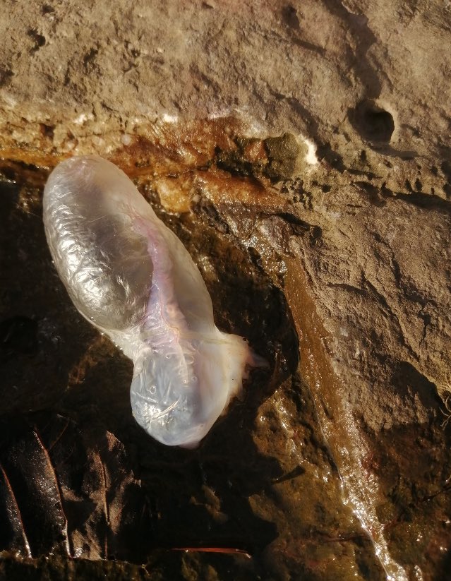 A single Portuguese man-o-war has been spotted washed up near #OgmoreBySea. Classed as a #MarineHydrozoan, not a #Jellyfish, it’s scientific name is #PhysaliaPhysalis and feeds on small fish and plankton. Avoid if possible! Photo: Paul Dominy. #Bridgend #ValeOfGlamorgan