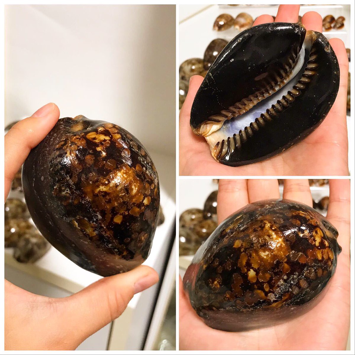 コレクターお松 串本 タカラガイ編 まさかまさかの拾えました ハチジョウダカラ 台風後にあるって伝説は本当じゃったか カノコちゃんはスレッスレ 残念 ウキダカラとジュズマルダカラが今回のお宝かな 勿論 ハチジョウちゃんは コレクターお松 串本 タカラガイ編 まさかまさかの拾えました ハチジョウダカラ 台風後にあるって伝説は本当じゃったか カノコちゃんはスレッスレ 残念 ウキダカラとジュズマルダカラが今回のお宝かな 勿論 ハチジョウちゃんは