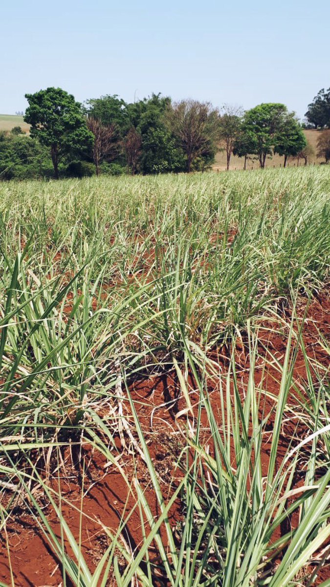 biochartech's tweet photo. Experimento com Biochar em Cana-de-Açúcar, Fazenda Bela Vista - Jaboticabal. 

Sugarcane Experiment using Biochar in Brazil. 

#biochar #biochartechnologies #ibitour #biocharcoal #agro #agricultura #agriculture https://t.co/GDb8jmfGCJ