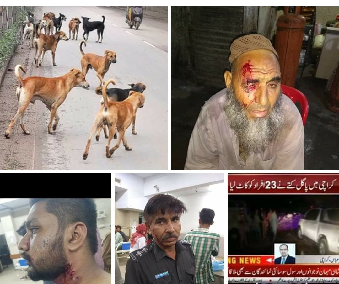 Karachi_Times's tweet photo. کراچی: گزشتہ روز ایف سی ایریا میں کتے کے کاٹنے سےپولیس اہلکار سمیت 23 افراد زخمی ہوئے تھے آج عزیز آباد #2 میں کتے کی کاٹنے سے دو افراد مزیدزخمی. انتظامیہ نے اب تک کتا مار مہم شروع نہیں کی.
#Restore40404SMSInPAK https://t.co/Jz2vFYkPPd
