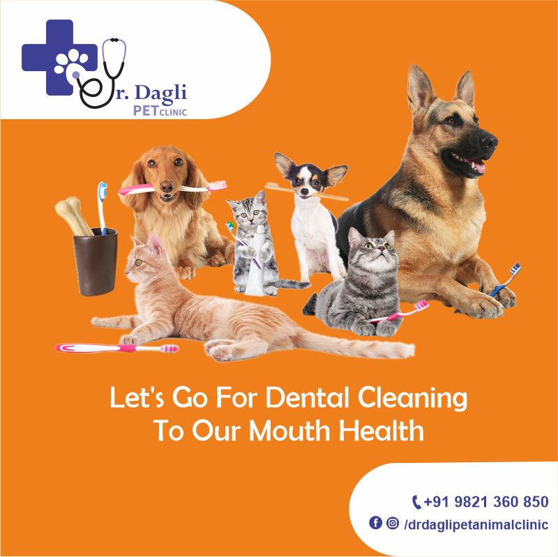 Dr. Nilesh Dagli (@daglipetclinic) / Twitter Dr. Nilesh Dagli (@daglipetclinic) / Twitter