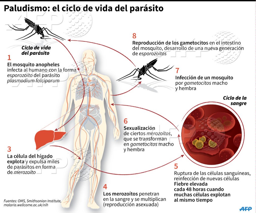 Cuáles son las etapas de la sexualidad? | Euroinnova, image size:1014x844