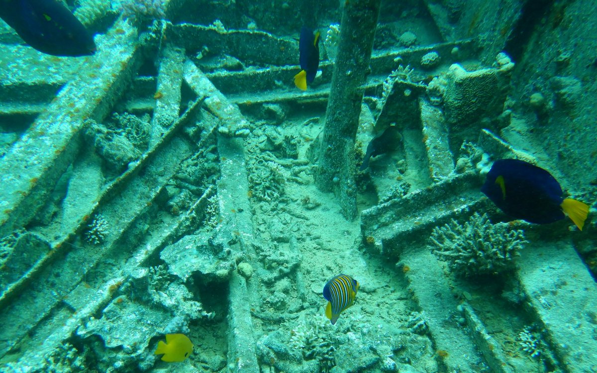 aroweTHD's tweet photo. Had a great day of diving in the Red Sea today. Saw so many amazing fish, corals and other creatures. The clownfish were extremely curious of us and came to check out the camera. #southaburamada #gotaaburamada #aquariusredsea https://t.co/s5fFG72Zbn https://t.co/kNRle3tZJL