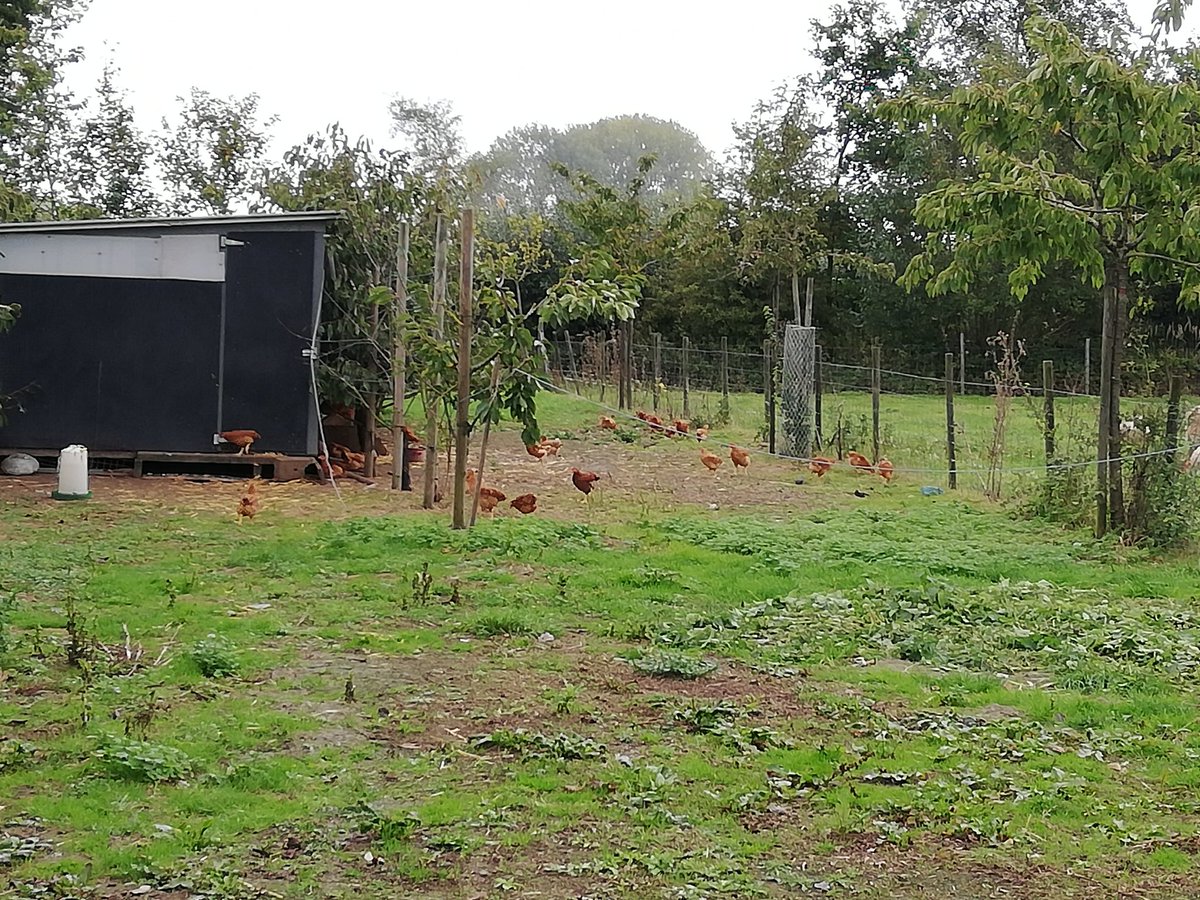 PaulBioforum's tweet photo. Veel volk op studiedag kleinschalige #biologische #pluimveehouderij met aandacht voor uitloop met #agroforestry, #fytotherapie, #mobielslachten, l#insectenkweek als diervoeding. @staveshof https://t.co/iif0khscBV