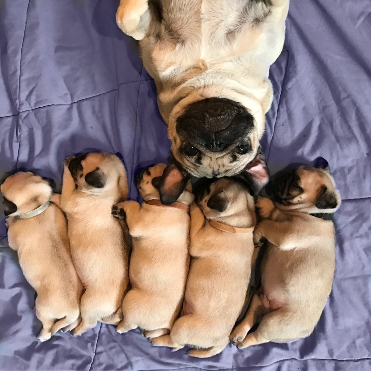 itsdougthepug's tweet photo. HAPPY #NationalPugDay !! 🐶 https://t.co/DMugxQWr4k