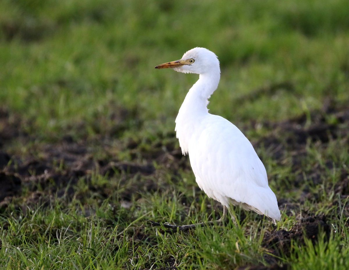 Cattle Egret still showing well at Bolfornought - many thanks to the Callions for letting all the birdwatchers and photographers to see it <a href="/BTO_Scotland/">BTO Scotland</a> <a href="/UpperForthBirds/">UpperForth Bird News</a> @StirlingSWT <a href="/ScottishBirding/">The SOC</a>