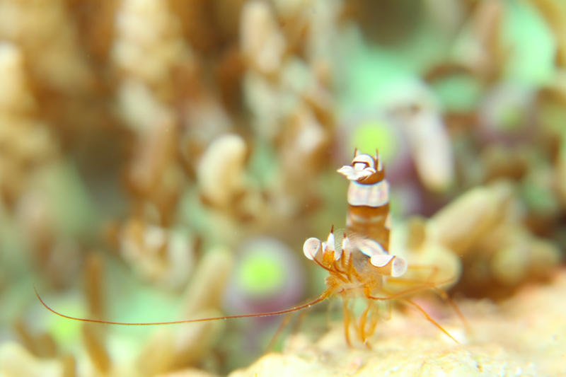 100 Epic Bestモエビ 繁殖 最高の花の画像