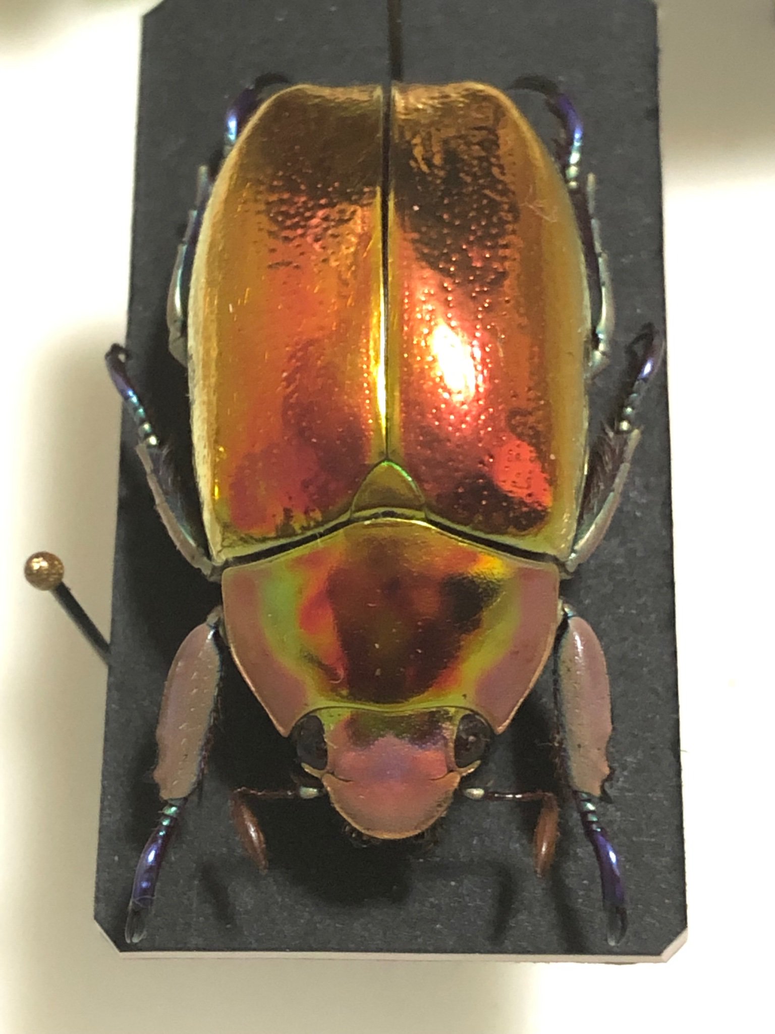 きまぐれ 博物館級！箱付き！ 昆虫 標本 アウリガンスプラチナコガネ