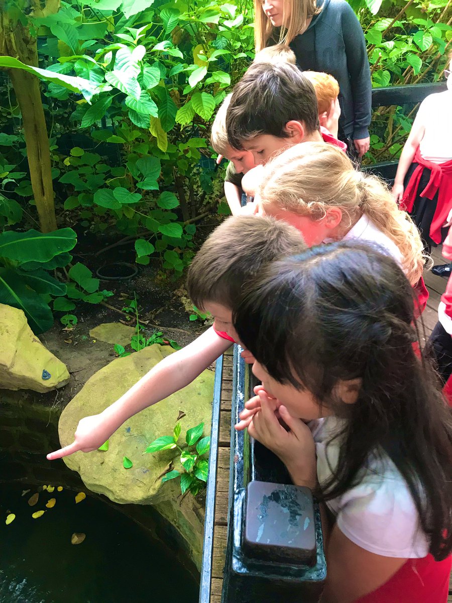 DringhousesPS's tweet photo. Class 6 and 7 have had a fantastic day at tropical world learning all about the creatures of the rainforest. We also compared our local woodlands to the understory and canopy of the Amazon! ๐ฟ๐ฆ๐ฆ๐#DringGeography #DringScience @TropWorldLeeds https://t.co/r2h0Ov9e8I
