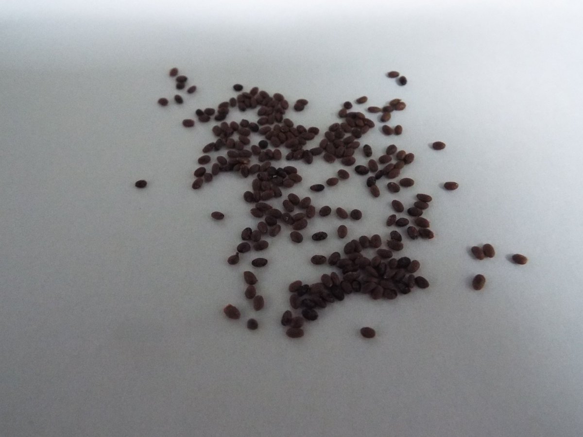 グッドキャット おおおーーーーーーーー すごい 美味しそう キウイって 雄と雌があって 雄は実が付かないけど 雌 キウイだけでは 実がなれないから雄花の花粉がいるみたいで この前食べたキウイの種を採取したけど種からだと同じ品種にはならない