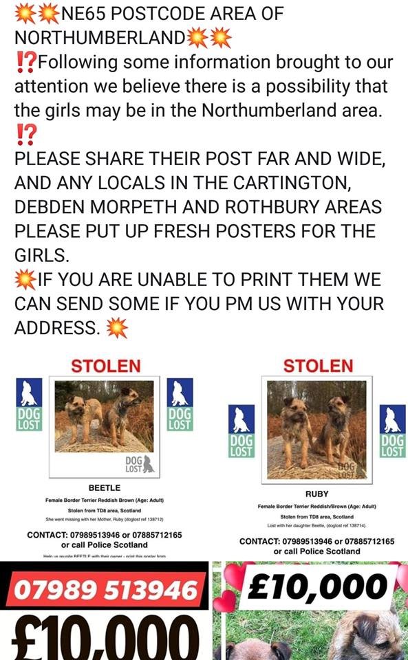 NlandDogFriend's tweet photo. Please Share
#RubyAndBeetle #missingdog #Northumberland https://t.co/kJyWAmQC8G