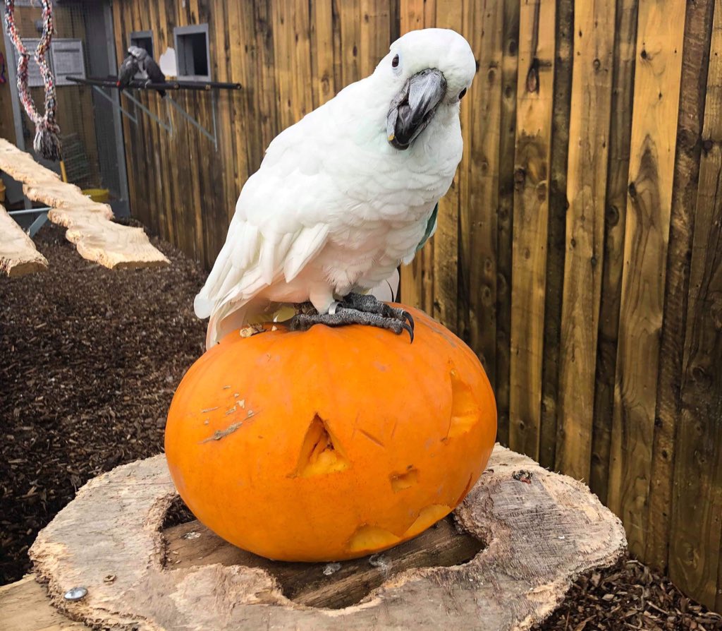 LincolnshireWi1's tweet photo. Say Hi to #Charlie the Umbrella Cockatoo! She’s ready for #Halloween, are you? Visit the park on 26th or 27th Oct for #spooky surprises! https://t.co/d5Xnb8ASe9
#halfterm #schoolsout #trickortreat #spookytrail #familydayout #lincolnshire #cockatoo #brolly @ParrotZoo https://t.co/GMftwqcUY9