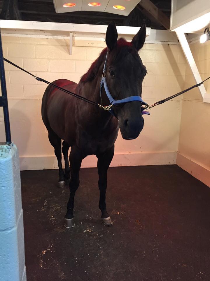 TheraPlateUK's tweet photo. TheraPlate full floors are the safety option for rehabilitation yards, breeding operations and sports horse owners and trainers. Full floor options can be financed with 0% APR options and are fully customizable to your individual needs.
Call for your FREE no obligation quotation. https://t.co/ATSAHc37AP