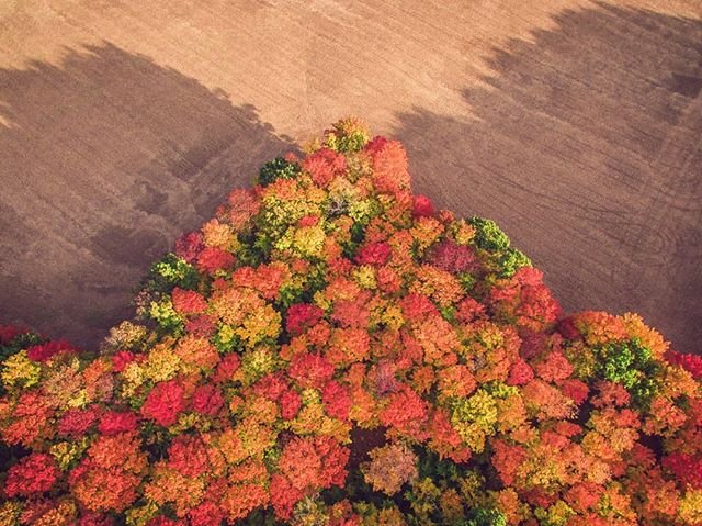 OntarioTravel's tweet photo. Discover Ontario’s ever-changing fall landscape! Follow our weekly fall colour report to find out where you can get the best views. 

🔗https://t.co/z6JDNeJow2
📸 justensoule via IG
📍 Keene | @perfectwknds 

 #DiscoverON | #ExploreCanada https://t.co/wXbVIBIzPM