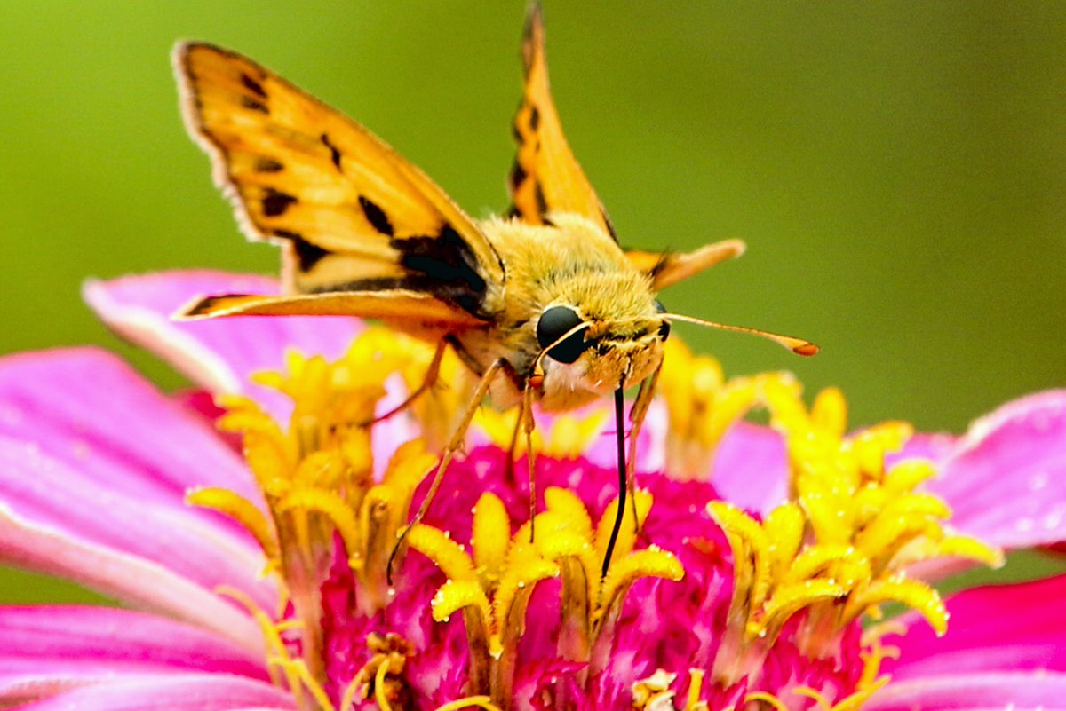 mammalzpbc's tweet image. The future is bright at Mammalz with the help of our amazing community! 🌸

Follow writer and photographer John McGillicuddy now on Mammalz! Enjoy stunning photos such as this Whirlabout (Polites Vibex)! 😊

#Mammalz #WeAreMammalz #NatureLovers #Moth #TuesdayMotivation