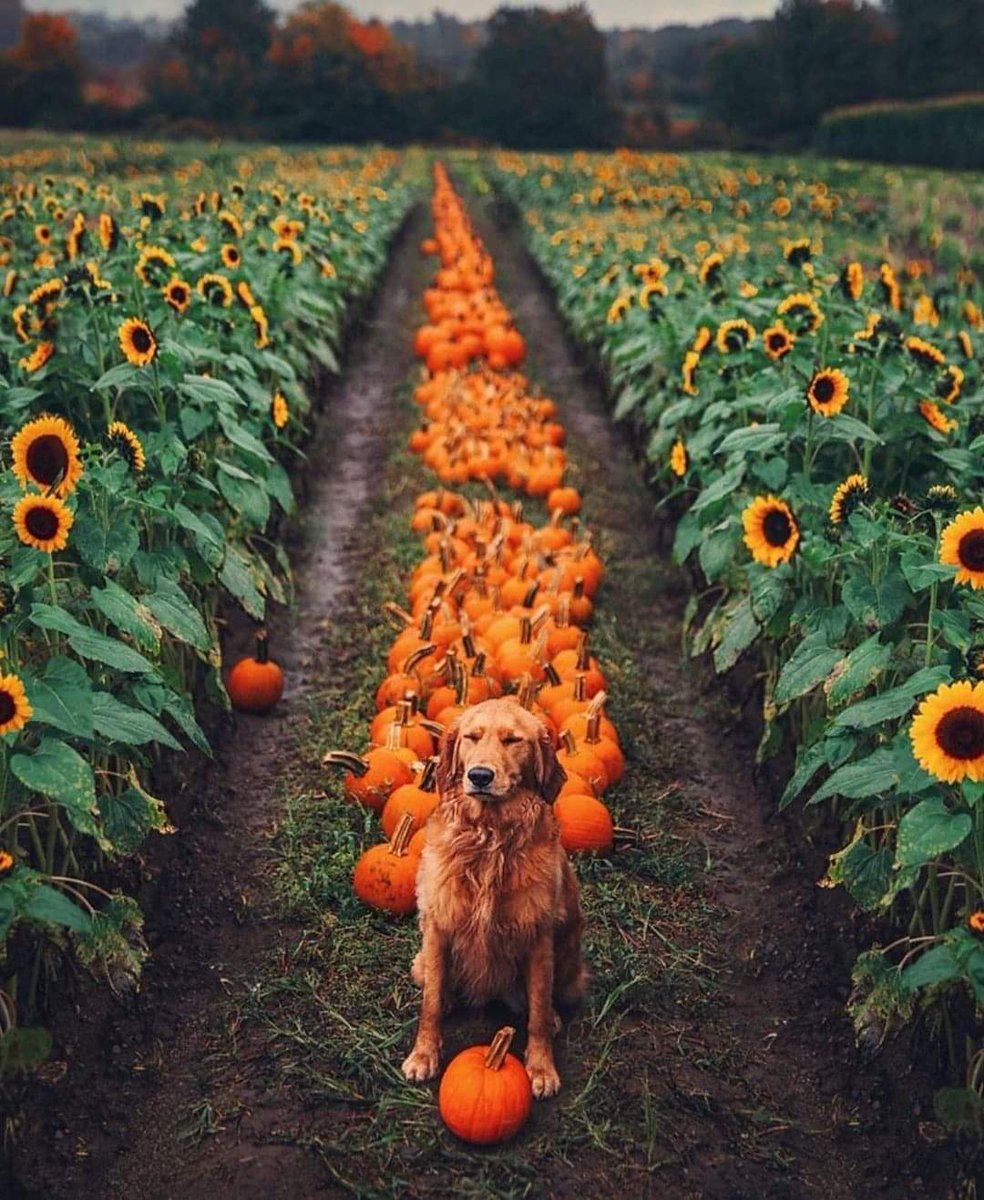 cookbooklove's tweet photo. #dogsoffall #autumnfalls 
#autumnvibes #Dogs https://t.co/wuiRT8Arho