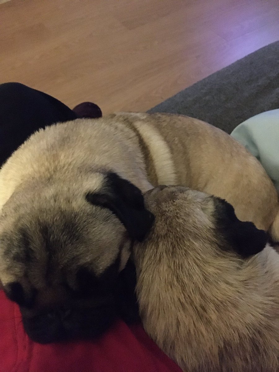 PhysioGreene's tweet photo. Happy National Pug day to all with pugs or who love pugs. @WickhamofWare #pdwra #northhertspugs #pugs #pugsofinstagram https://t.co/GGsVGe7cBG