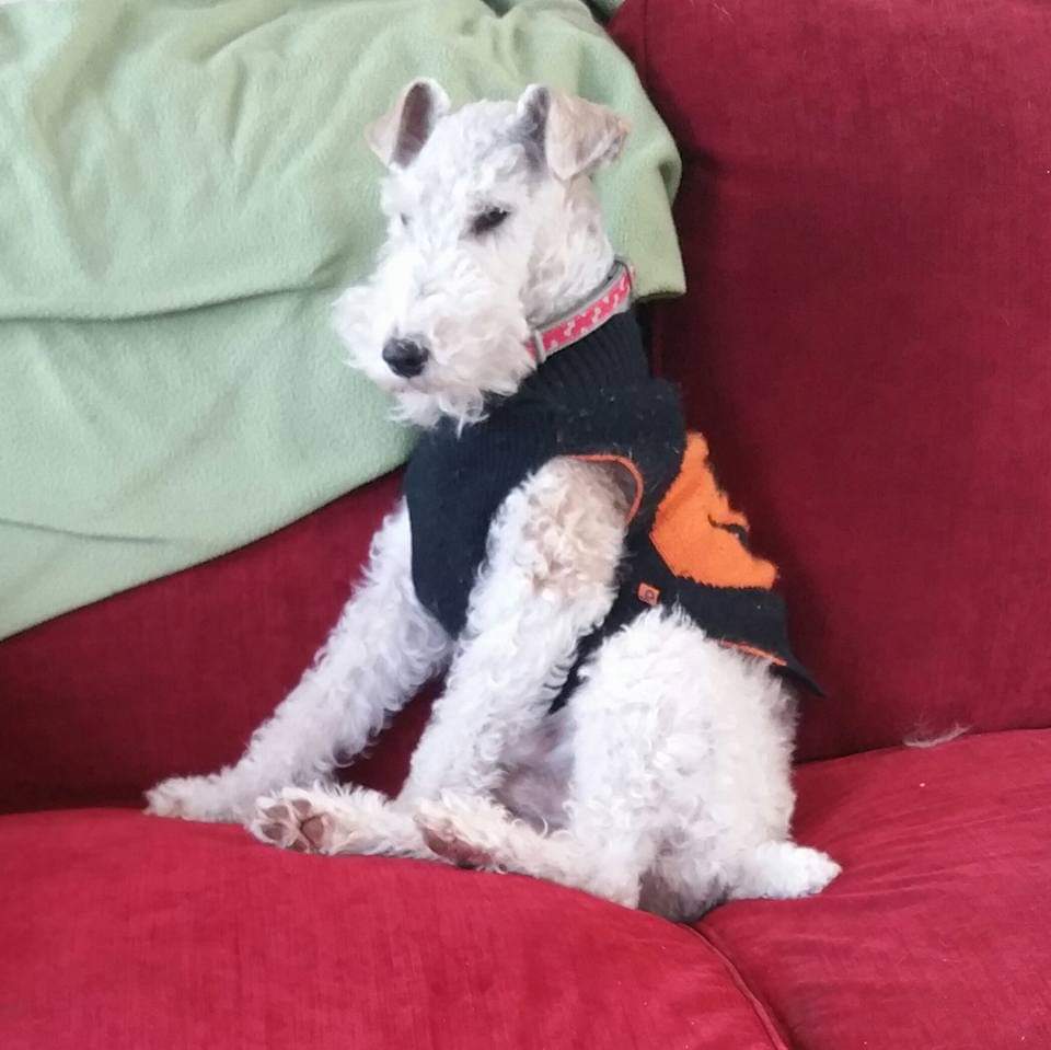 Rumplepimple1's tweet photo. #dogsoffall #Autumn https://t.co/1BBqCuzW7B