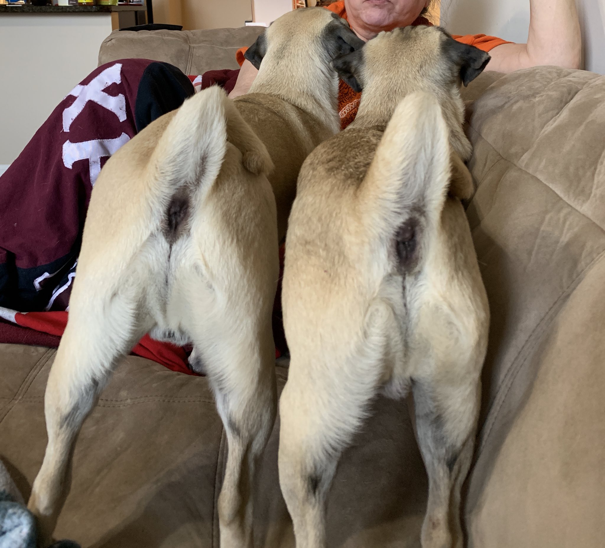Jillian Fisher on Twitter: "Also, someone at the dog park yesterday told me  that all pug butts look like Jesus and now I can\
