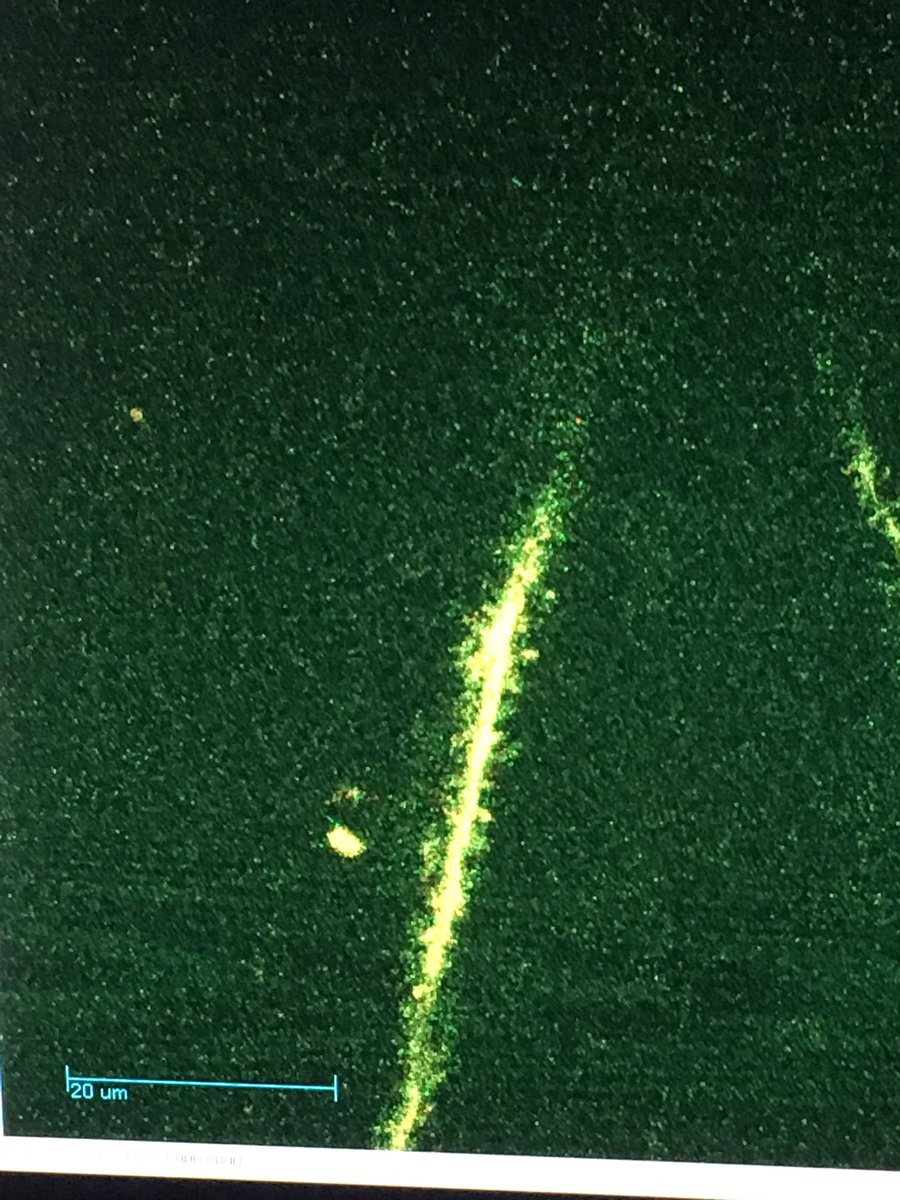 gregorcyte's tweet photo. Fluffy neurons and a fluffy dog make for a fluffy life! https://t.co/yuWrWuElm4