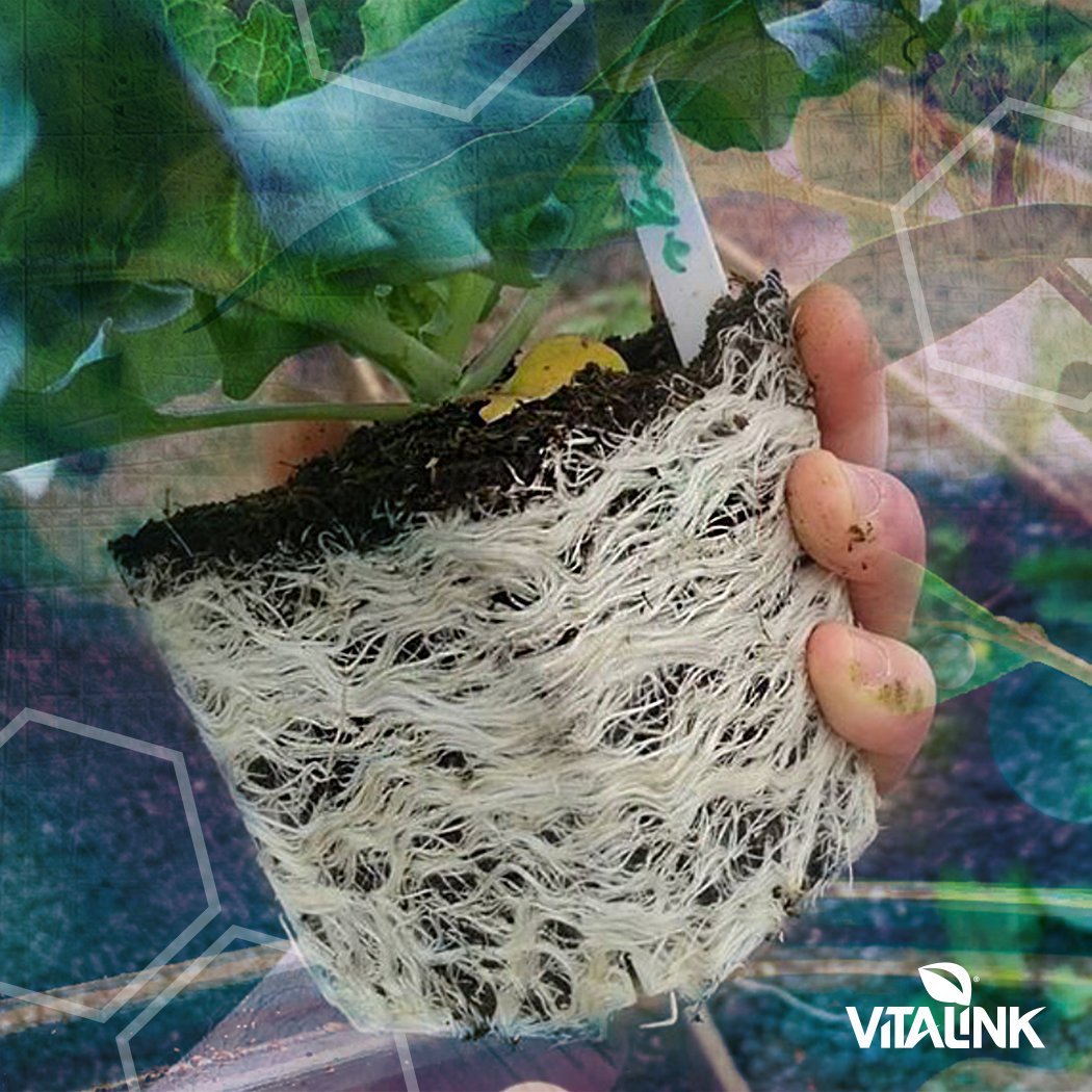 VitaLinkEU's tweet photo. WOW, look at those roots! 😍 Grown using VitaLink RootStim and VitaLink Pro Soil.
#VitaLink #RootStim #Additives #Nutrients #Soil #Grow #Growing #Roots #RootGrowth #RootPorn #HealthyRoots #ProSoil https://t.co/uxqjvddU10