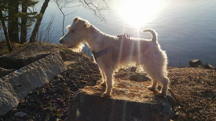 Rumplepimple1's tweet photo. Fall hiking. #dogsoffall https://t.co/4QFI6TfD5B