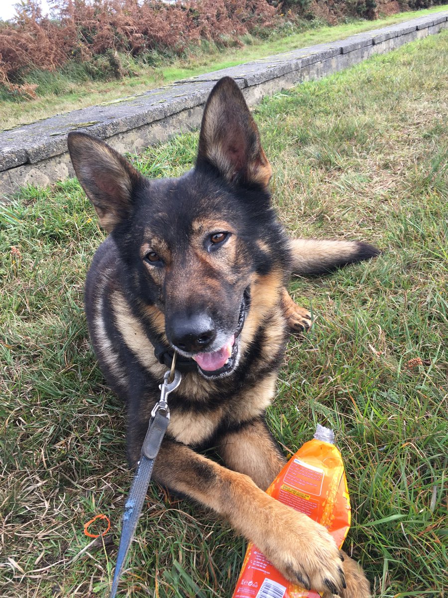 Like us hoomans Pd Turbo occasionally needs a well known drink that aids recovery after a hard days training 🐾🤣