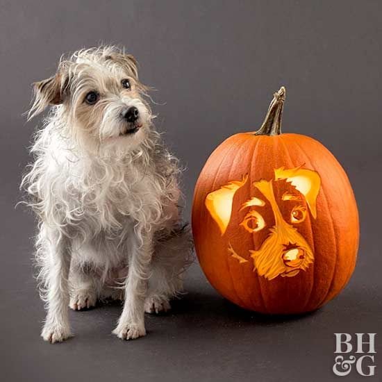 Rumplepimple1's tweet photo. Autumn is in the air. #dogsoffall show us your pictures. #Autumn #dogsoftwitter #Pumpkins https://t.co/f3syW2zoeg