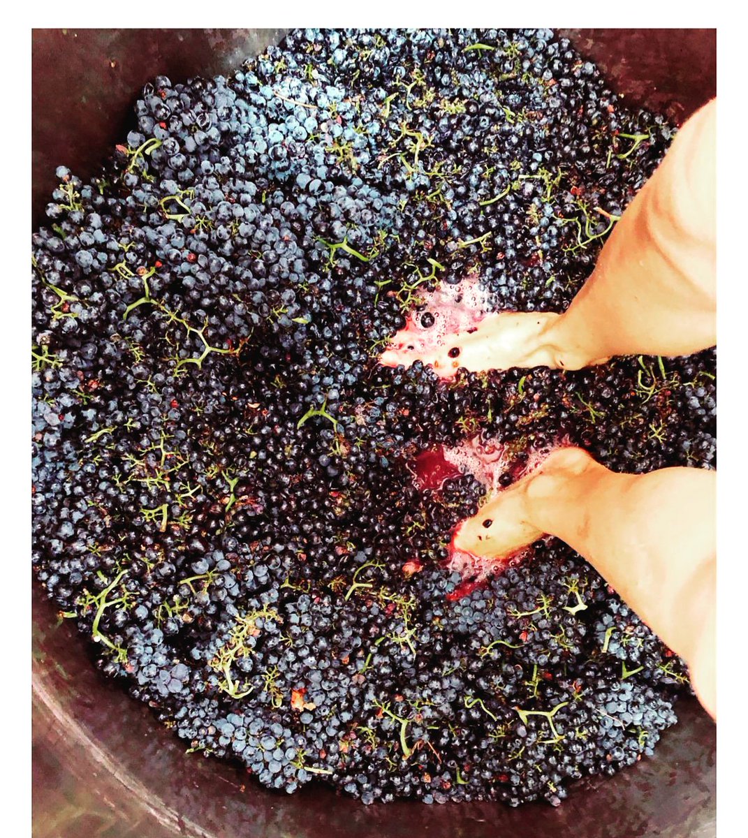 BodegaSomoza's tweet photo. #pisadadeuvatinta Desde el inicio con una pisada suave, hasta el sutil hundimiento del sombrero con las manos. Controles varios redeterminar el final de la fermentación alcohólica. Finalmente se decide el ensamblaje #enología #lifestyle #winelovers #Vinotinto #sumiller #gourmet https://t.co/9YjAnBjxJ1