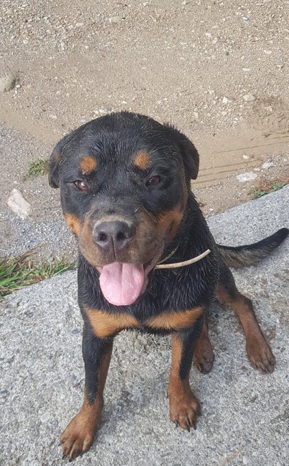 Mon chien &eacute;tait dans la rivi&egrave;re je vous l'avais dit ! 😂 #RIP la voiture https://t.co/1FDwoD9CvT<a href="/tag/rip"class="tags"><span>#rip</span></a>