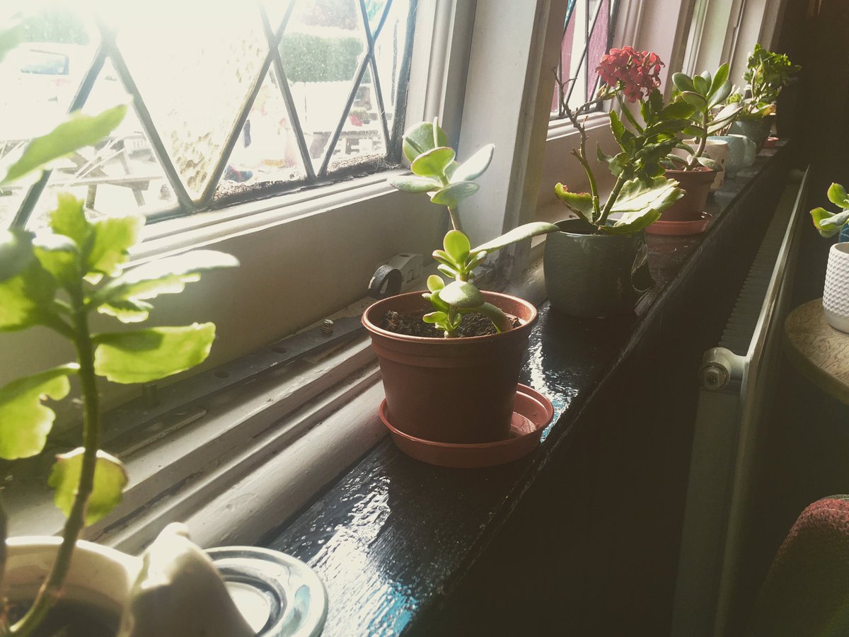 Autumn sunshine doing a great job on the plants 🌿#autumnlover #hertfordheath #plantshelfie #local