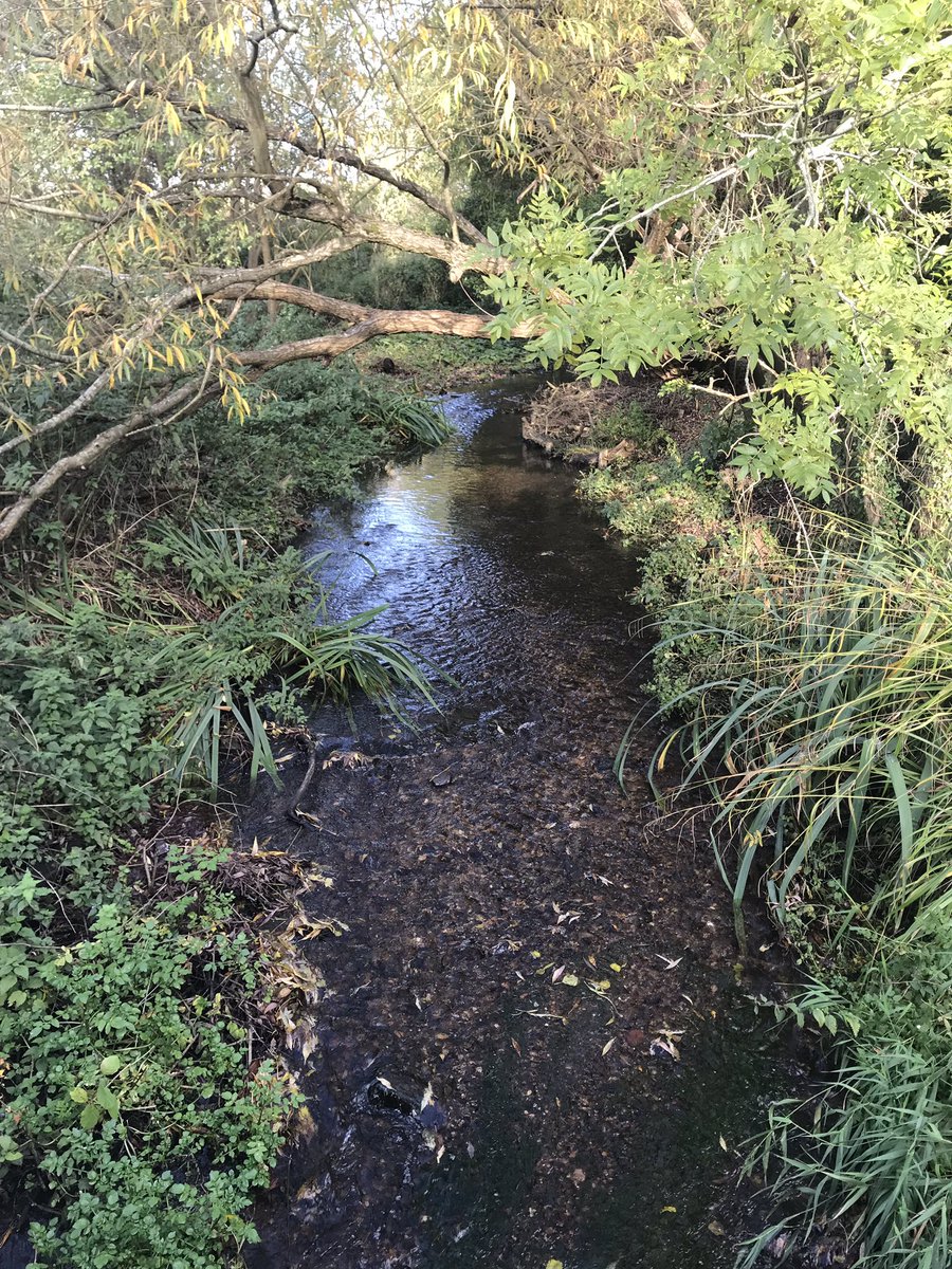 12 miles too late, the  #Ver is now finally starting to look like a chalk stream