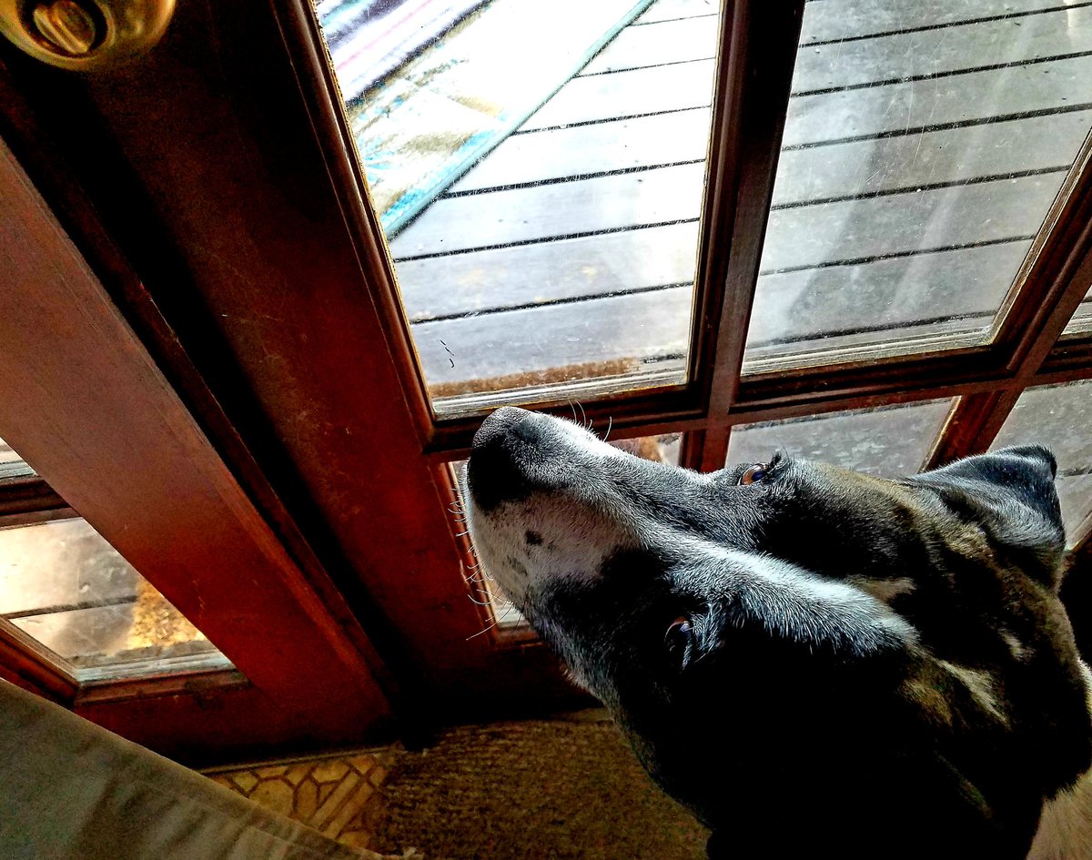 Tale3Pups's tweet photo. #PhotoChallengeOctober19

Day 15: Door

Open it Mom. Open it!

💞's,
Bear

#thetaleofthreepups #dogsoftwitter #rescuedogs #staffymix #dogs #lifewithdogs #impatient #letmeout #letmeoutnow https://t.co/FIVeLszcIa