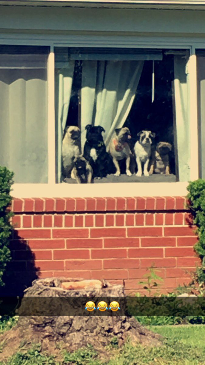 Crazy_Redneck18's tweet photo. Six pugs is a lot, and I love all six of them. Especially my two puggers💞💞💞
#NationalPugDay https://t.co/4rkNvy9waD