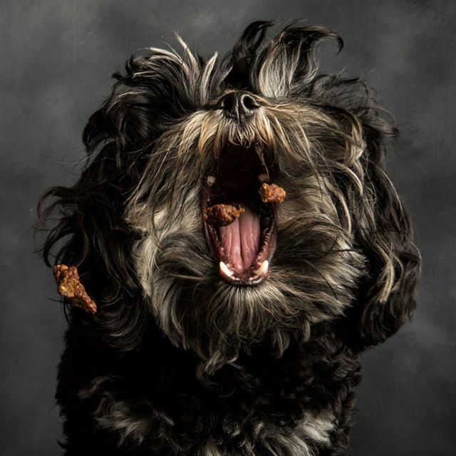 iodogs's tweet photo. Nom nom nom Nourish is baaaaack!โ
*โ
*โ
*โ
#iodogs #dog #dogs_of_instagram #petstagram #dogsofinstagram #ilovemydog #instagramdogs #dogstagram #dogoftheday #lovedogs #instadog #healthydog #nourish @pbj_pack https://t.co/uEXZR0GDee https://t.co/aLCvNC0Grz