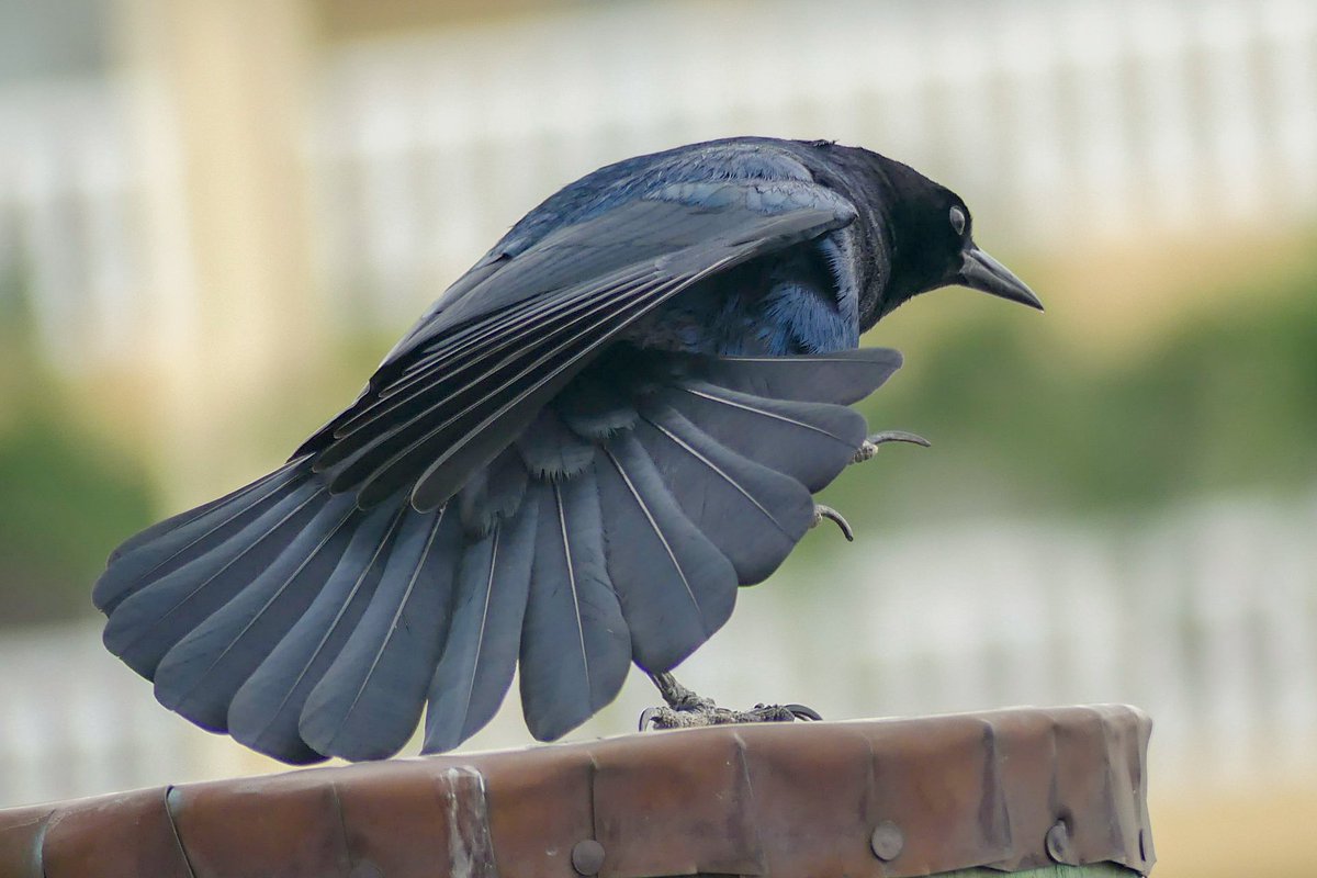 Florida Grackle maybe? Morning stretch before takeoff. #BirdPhotographyCommunity #birdphotography #wildlifephotography #birdwatching #birding #naturelovers #lumixfz300