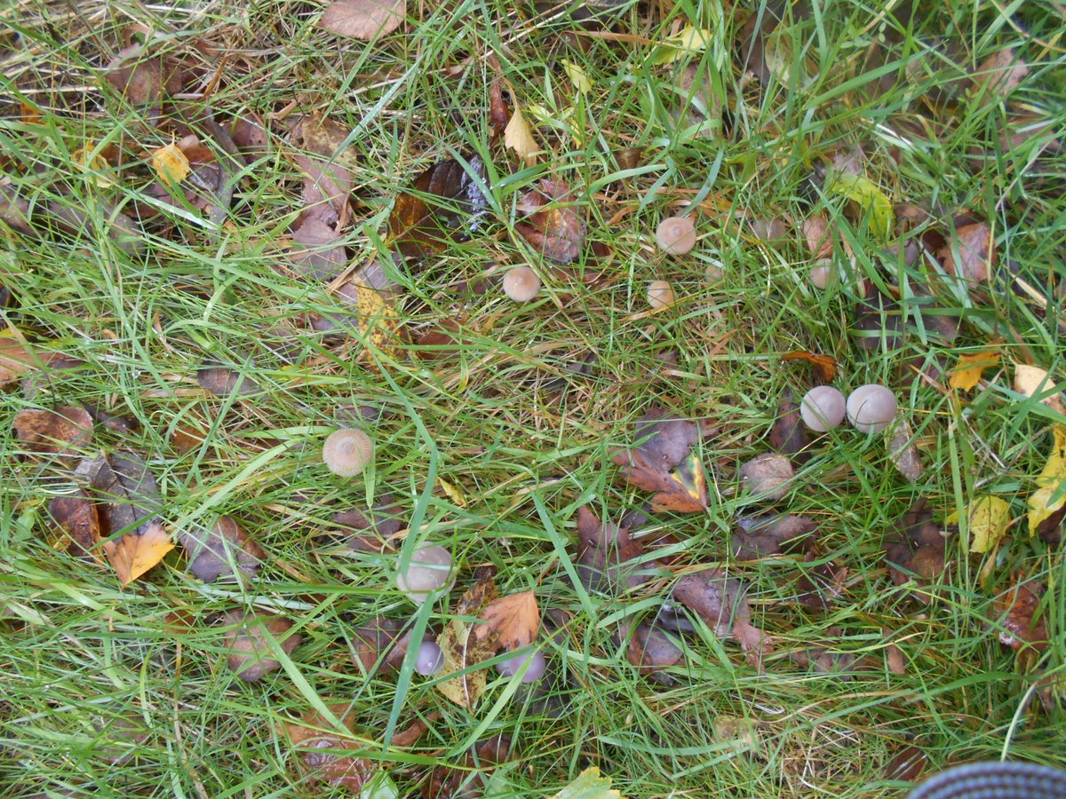 PendockPrimary's tweet photo. So much fun exploring french colours in relation to Castle and Sun by Paul Klee at forest school #notmuchbleu #French #outdoorlearning #frenchtree #mindthefairyring #art #PaulKlee https://t.co/zP3x3vYVzU