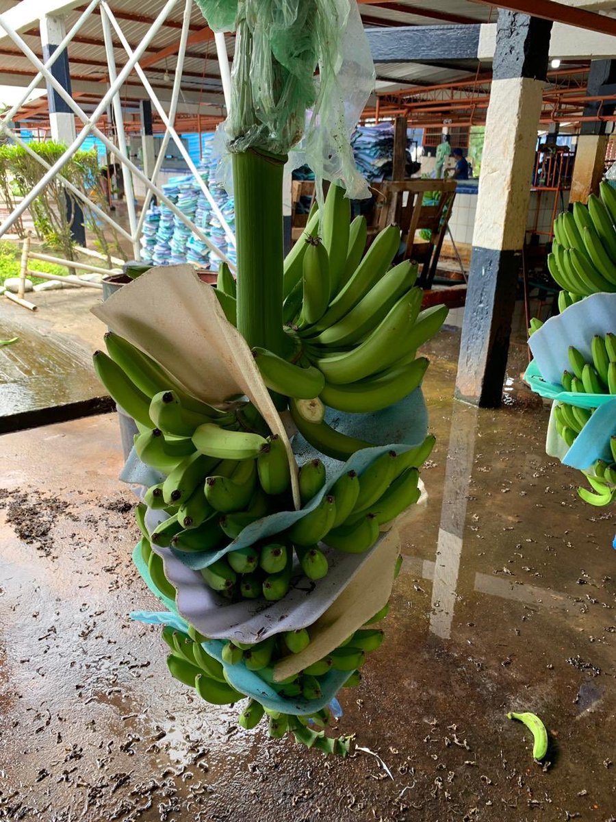 Semana 42 iniciando proceso de embarque! #somospasionporlafruta #freshbananas #export #exportbananas #ecuador