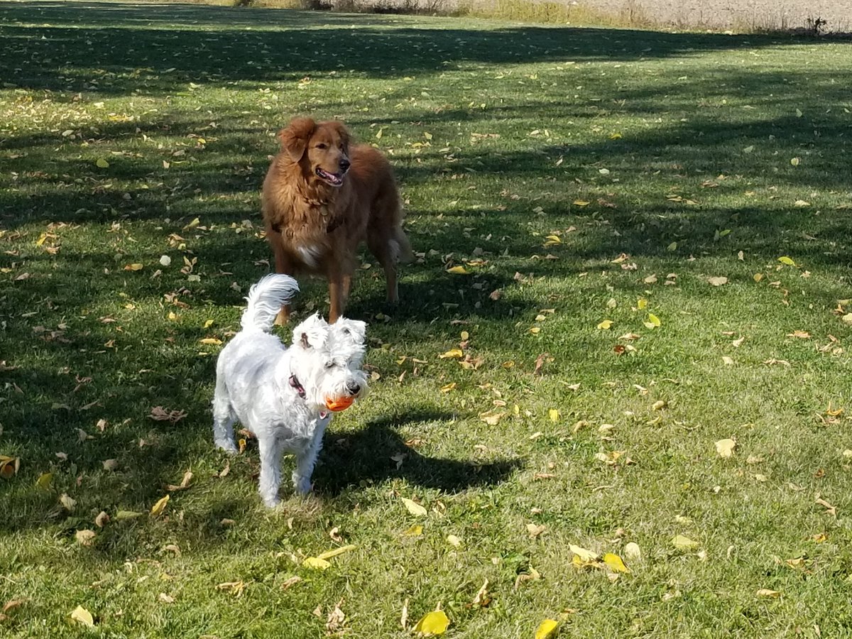 SWauzer's tweet photo. Another Thanksgiving has come and gone. I'm just thankful my cousin Lily didn't steal my orange ball. Better luck next time Lily. 🐶🤣🐕 https://t.co/A3oshRcW1o
