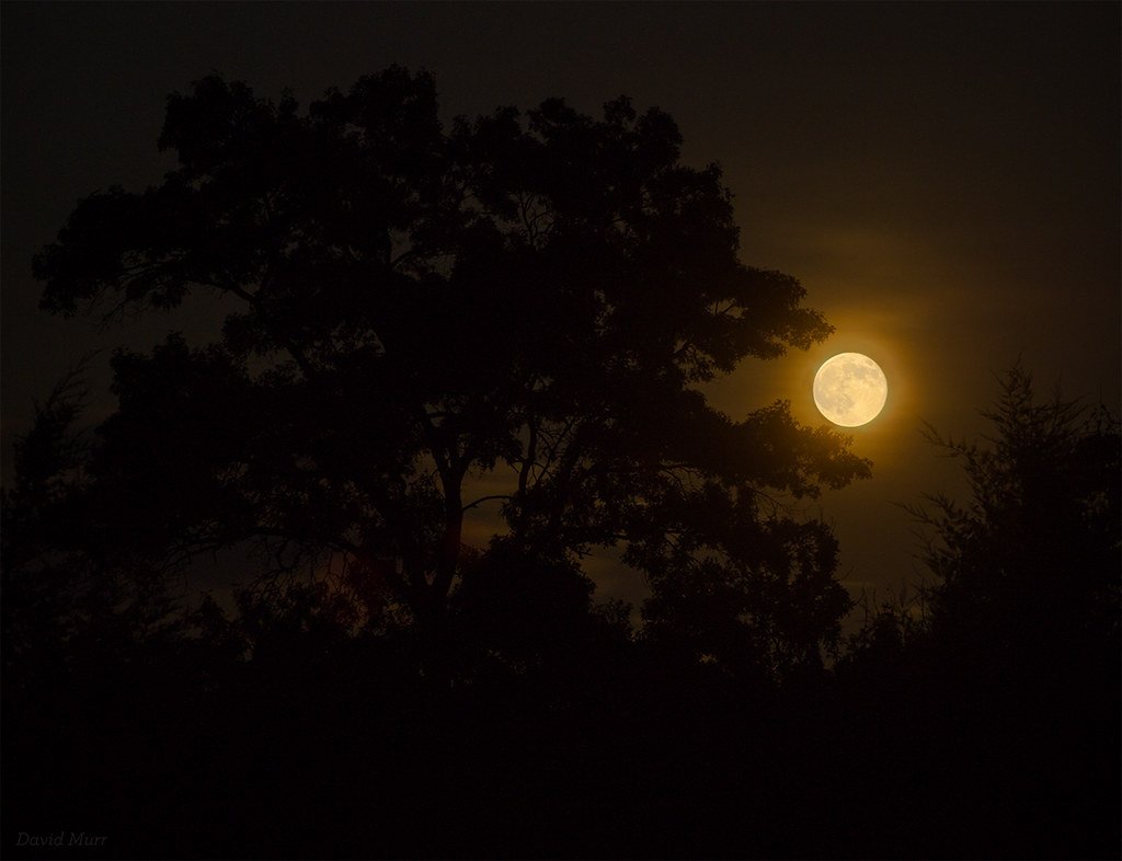 HealingArch's tweet photo. When full moon of October starts reducing in size, I feel wind is little cooler, night is a bit sober & heart beats are little more rhythmic.
I accidently catch myself humming with deep voice of Hemant Da "Tum pukar lo, tumhara intzar hai." ❤️
Solitude is love 💕
#LostinThyself https://t.co/lFEoNvTnmb