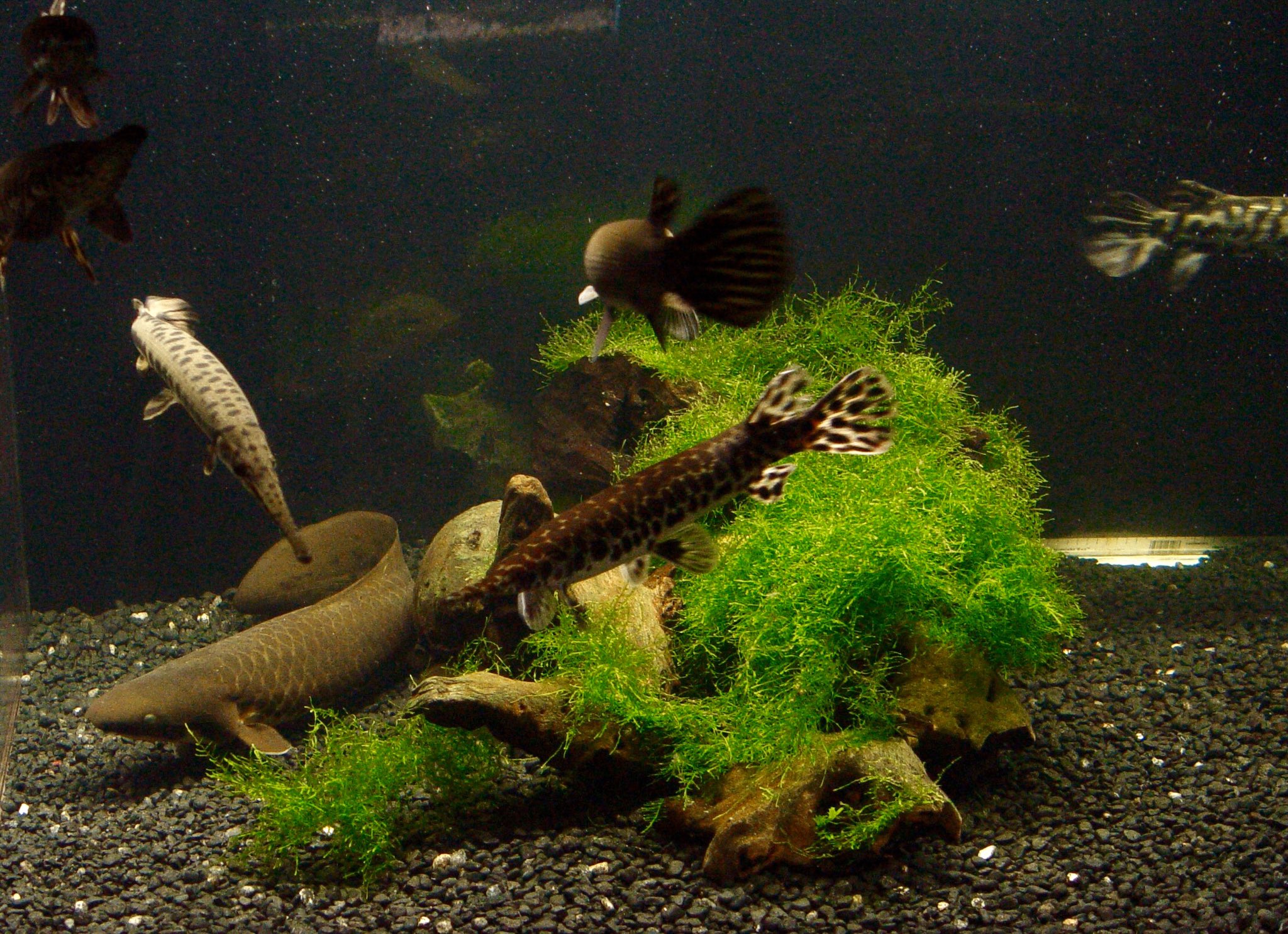 australian lungfish care