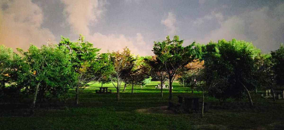_globalcooling's tweet photo. #TreeTuesday! Taken by our very own Brand Ambassador  Antoine Attard as the light faded in Malta last Saturday evening. 

#globalcoolingcharity #trees #tree_brilliance #charity #splendid_woodlands #tree_captures #forest #nature_lovers #nature #environment #beautiful #mood #malta https://t.co/8OOp7xHw4T