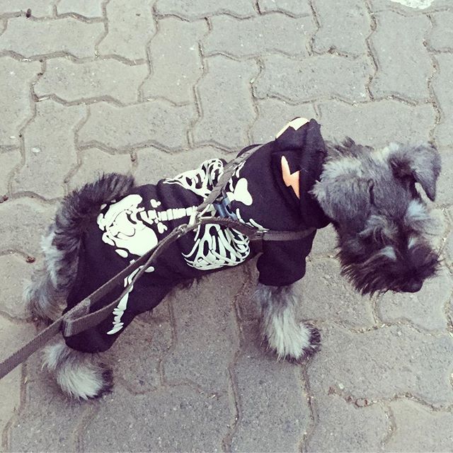 revistaWD's tweet photo. Si tu perro tiene tanta personalidad como tu😍 @sr.perito es tu mejor opción. @sr.perito es estilo y moda perruna👌Con él, tu mascota se robará todas las miradas en el parque😱😱

#revistawelldone#santiago#chile#mascotaschile#dogrock#doglover#perros#modaperruna#instadog#lascondes https://t.co/tPN3fbo8eL