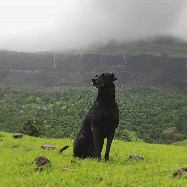 Anurag_o's tweet photo. Dog

#dog #nature #trimbak #anuraagmaurya https://t.co/VKUXlRGjYl https://t.co/lKUs2b5VZ0