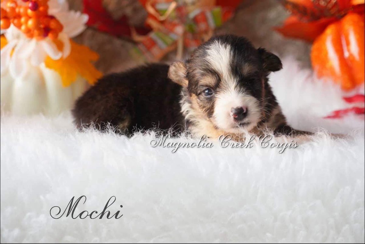 Nicoco_Lg's tweet photo. Hey y’all! 
My birthday is a little under a month away and in EXACTLY one month I FINALLY GET MY CORGI!!!! If y’all know me you know this day has been heavily awaited! 
This year for my birthday I’m asking for donations to build an emergency cushion! Anything helps!!!💕💕💕 https://t.co/jU5dvDLsZb