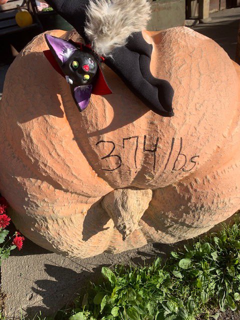 BatholomewBDT's tweet photo. Bat does the Great Pumpkin! #batdoesthat #ilovebats #halloween #october #batober #400poundpumpkin! #greatpumpkincharliebrown #16daysuntilhalloween #trickortreat #batdoesthegreatpumpkin https://t.co/3nEzUMFdZ2